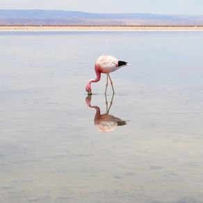 flamingo-i
