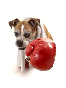 dog-models--boxer-2