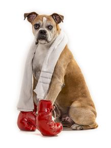 dog-models--boxer-1