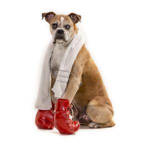dog-models--boxer-1