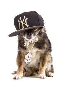 dog-models--rapper-2