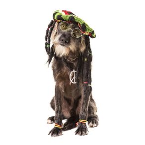 dog-models--reggae-1