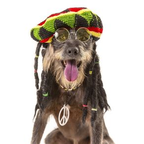 dog-models--reggae-2