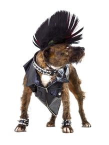 dog-models--rocker-1