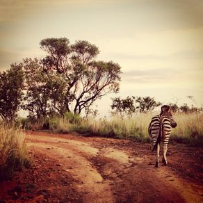 safari-zebra