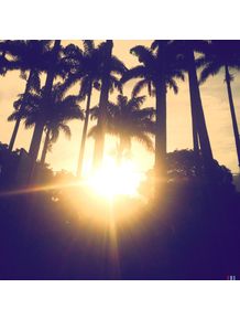 palmtrees-sunshine