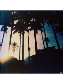 palmtrees-sunny