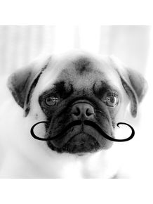 pug-noah-mustache