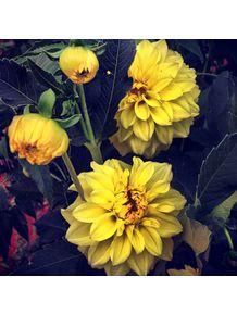 flores-amarelas