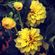 flores-amarelas