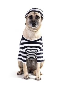 dog-models--prisioneiro
