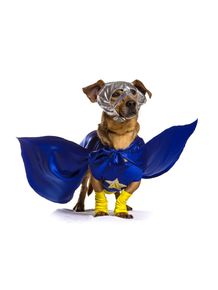 dog-models--superdog