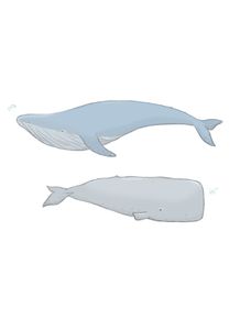 baleias-brothers