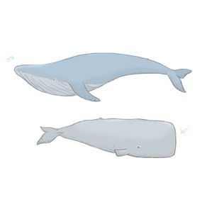 baleias-brothers