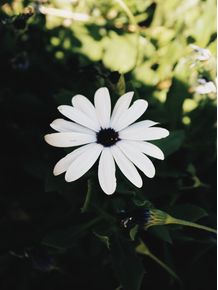flor-branca-i