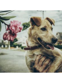 dog-and-flower