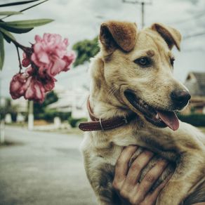dog-and-flower