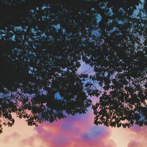 sky-and-tree