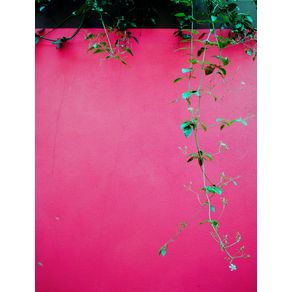pink-wall