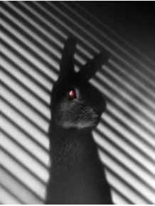 shadow-bunny