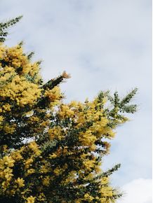 yellow-tree-2