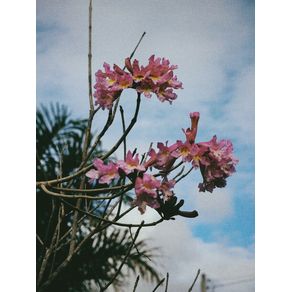 beautiful-flowers-3