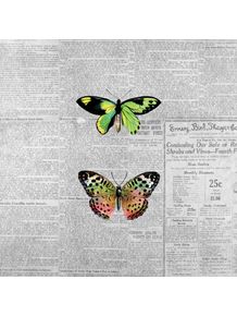 jornal-e-borboletas