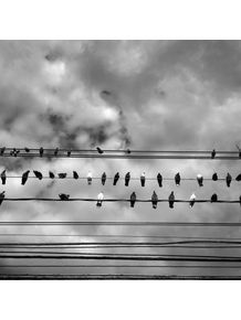 birds-wire