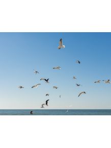 gaivotas-ao-vento