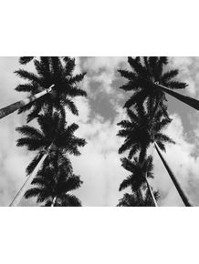 as-palmeiras-do-parque-4