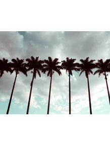 as-palmeiras-do-parque-1
