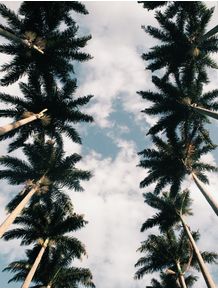 as-palmeiras-do-parque-3