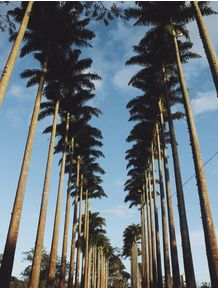 palmeiras-imperiais