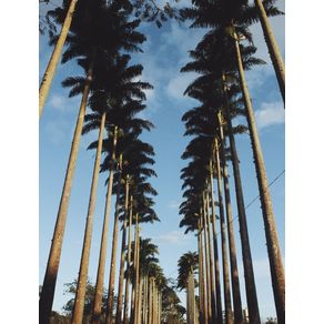 palmeiras-imperiais