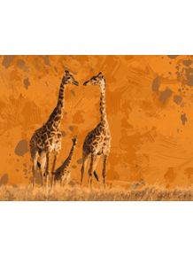 girafas-africa