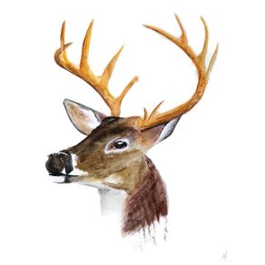 watercolor-deer