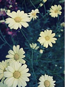 flowers-polaroid
