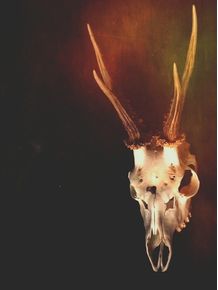 deer-skull