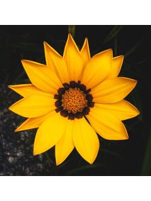flor-sol-amarelo