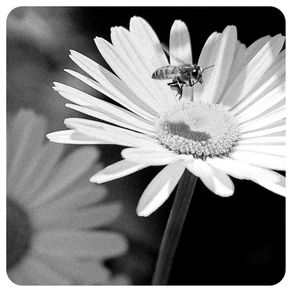 abelha-sobre-a-margarida-77
