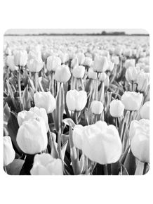 flores-tulipas-da-holanda-251