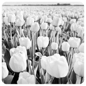 flores-tulipas-da-holanda-251