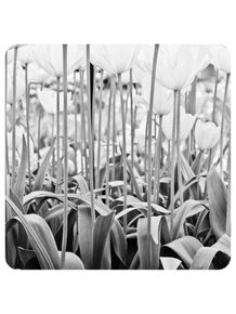 flores-tulipas-da-holanda-252
