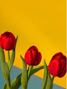 quadro-red-blue-tulipas