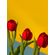 quadro-red-blue-tulipas