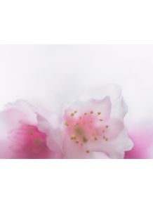 quadro-pink-blossom