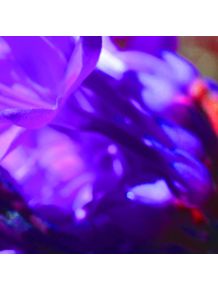 quadro-blur-blue-flower