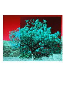 quadro-white-flies-with-red-sky