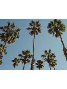 quadro-palm-tree
