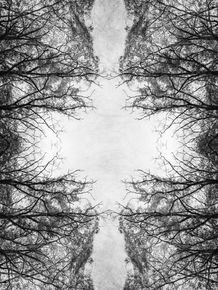 quadro-arvores-mirror-madness-trees